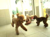 犬の幼稚園写真