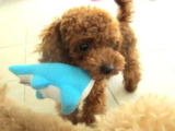 犬の幼稚園写真4