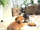 犬の幼稚園写真5